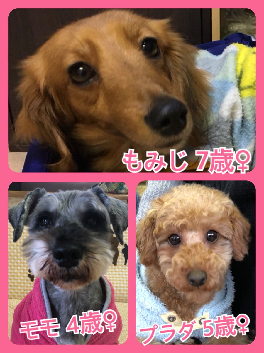 🐾今日の里親様募集中ワンコ🐶メンバー🐾2020,1,30